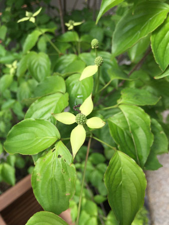 手裏剣の様な形をした花　この中心部分が後で実になる