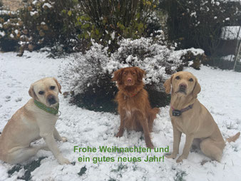 Frohe Weihnachten und ein gutes neues Jahr wünscht das Tollerteam (Foto und Bearbeitung: Rainer Antesberger)