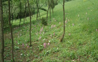 Massenbestände von Orchideen, hier Orchis purpurea