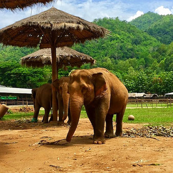 elephants at elephant nature park