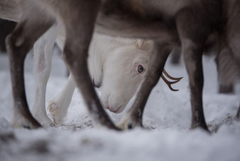 Reisebericht Lappland 2019