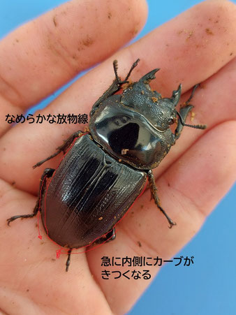 マツノ久留米の♀について - (久留米産オオクワガタ情報発信