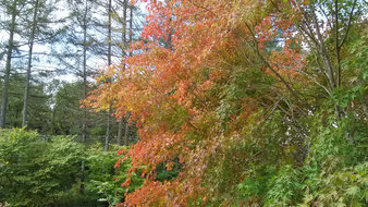 紅葉が美しい清里の森