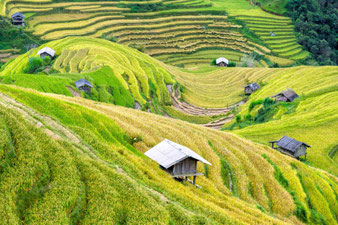 Rijstvelden omgeving Mai Chau