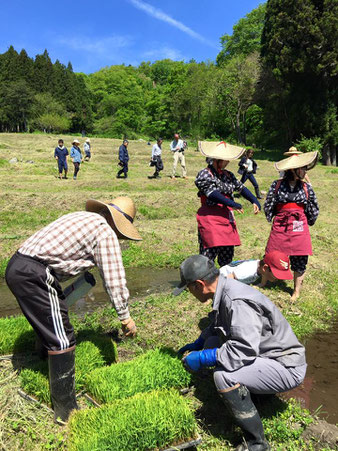 5月15日は絶好の田植え日和でした