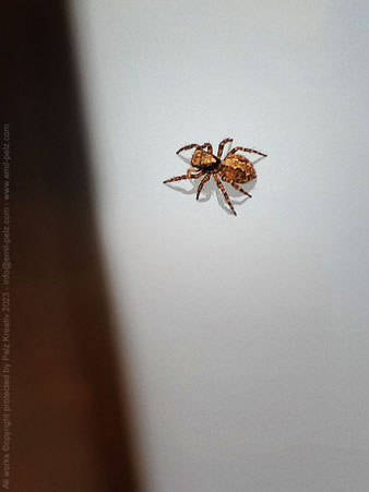 Springspinne, Pseudeuophrys lanigera, Weibchen, Insekt,  Makrofotografie, © by Pelz Kreativ 2023, fineART, 