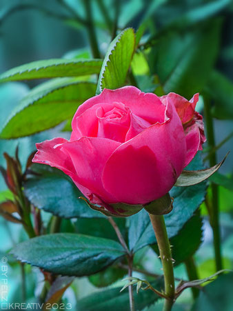 © by Pelz Kreativ 2023, pink, Rose, Blume, Pflanze, Blüte, Garten, Fotografie, fineART, Emil Pelz, 2023,