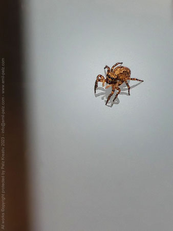 Springspinne, Pseudeuophrys lanigera, Weibchen, Insekt,  Makrofotografie, © by Pelz Kreativ 2023, fineART, 