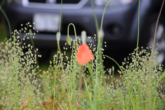 Mohn in Futo