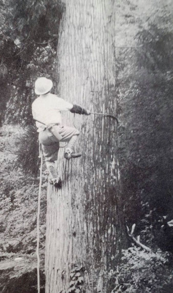 「木のぼり」　出典：高知営林局（1972）『高知営林局史』写真集6