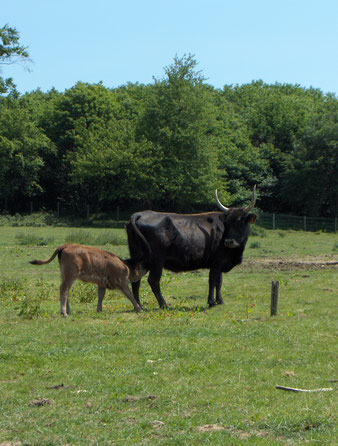 vache aurochs reconstitué et son veau