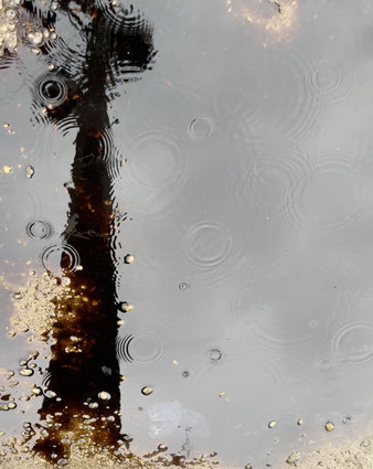 2024年8月19日　「恵の雨」