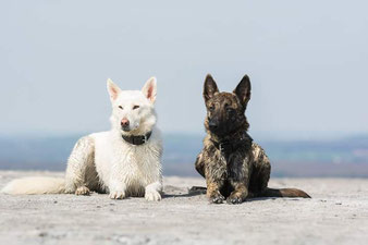 Husky-Mix mit Sierra mit ihrer Freundin Acid eine Menge Herder, Zuchthündin im Kennel aus Gold und Ebenholz