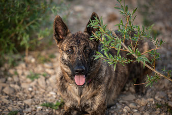 Holländischer Schäferhund aus Gold und Ebenholz Acid eine Menge Herder