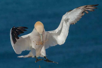 Basstölpel (Morus bassanus) - Northern gannet