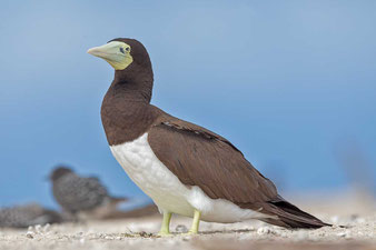 Weißbauchtölpel (Sula leucogaster) - Brown booby