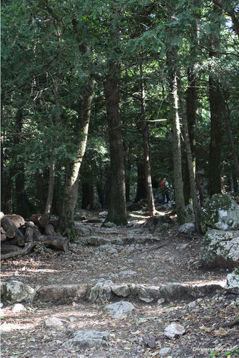 Druiden Wald auf den Weg zur Grotte