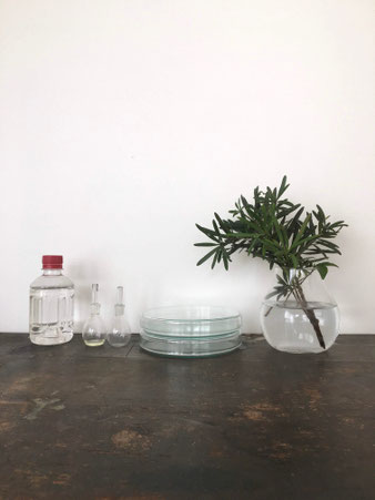 シャーレ、ペトリ皿｜Schale, Petri Dish