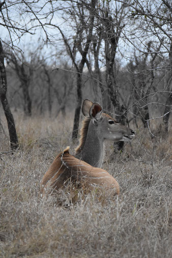 sabi-sand-safari