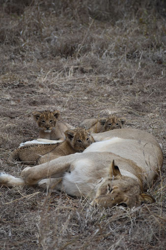 loewen-babys-und-mutter-sabi-sands