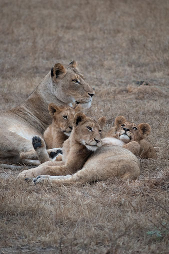 loewen-sabi-sands