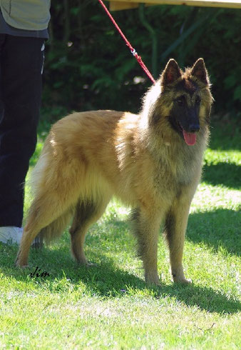 elevage es loups de la tiarde efi-royale du parc de la mouline, Fille du superbe étalon recommandé champion de France "Fix du Ribeaudeau" et de notre lice recommandée "Elfi-Royale du Parc de la Mouline  Maya reste à l'élevage pour prendre la relève de sa 