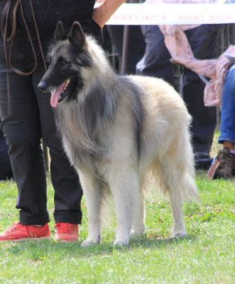 elevage des loups de la tiarde Fille du superbe étalon recommandé champion de France "Fix du Ribeaudeau" et de notre lice recommandée "Elfi-Royale du Parc de la Mouline  Maya reste à l'élevage pour prendre la relève de sa mère dont ce sera la dernière por
