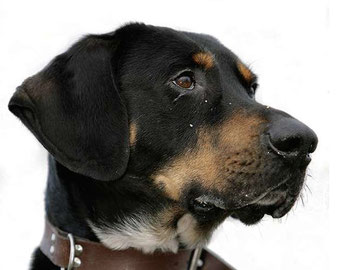 Quelle: cani.it