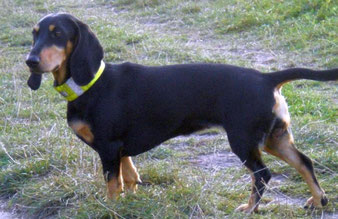 Quelle: dogwallpapers.net
