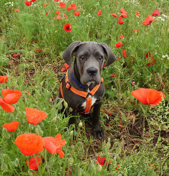 Chica, Cane Corso 