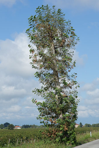 Dopo la capitozzatura l'albero ha una ricrescita innaturale e più folta di prima. 