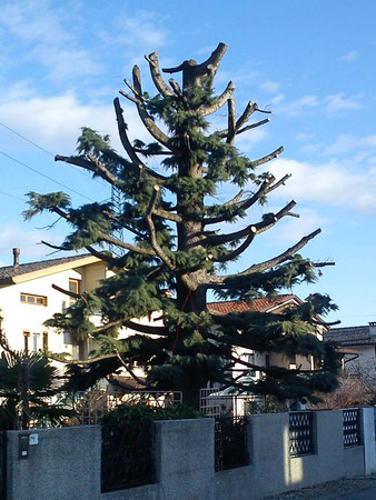 Esempio di capitozzatura, rami monchi e punta decapitata. Su quella punta cresceranno in breve tempo molte altre punte togliendo all'albero la sua forma naturale.