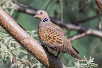 Turteltaube (Streptopelia turtur)