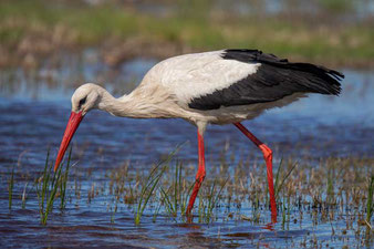 Weißstorch (Ciconia ciconia)