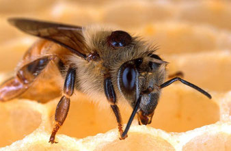 Biene mit Varroa Milbe