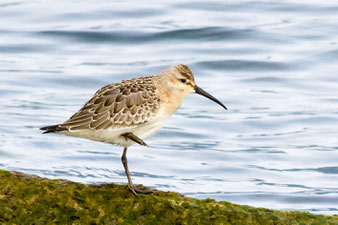 juveniler Sichelstrandläufer ins 1. Winterkleid mausernd, im Chablais de Cudrefin