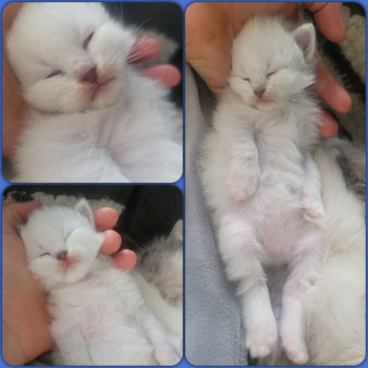 Adopter un chaton Sibérien 