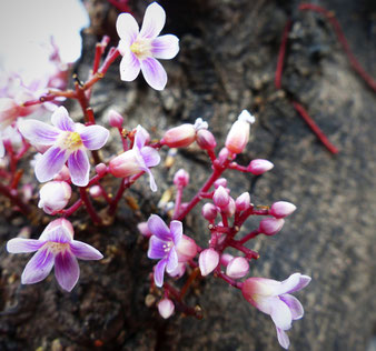 Sternfrucht-Blüten am Stamm