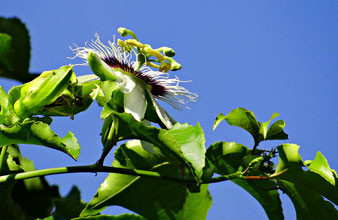 Passionsblüte