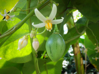 Tamarillo-Blüte und Fruchtstand