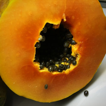 Bergpapaya halbiert