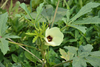 Okra-Pflanze mit Blütenstand