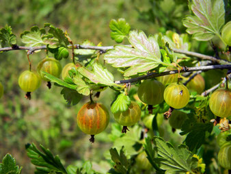 Stachelbeeren-Fruchtstand