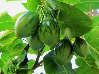 Tamarillo-Fruchtstand unreif