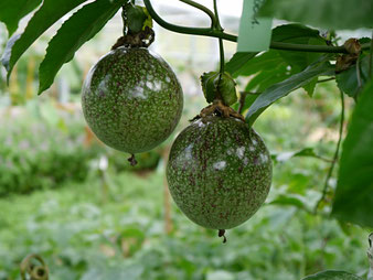 Passiflora edulis Früchte / Tropenhaus am Rennsteig