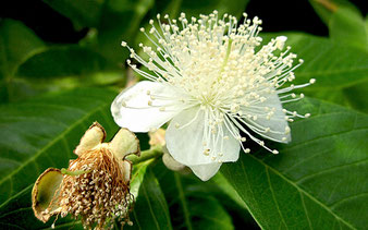 Guaven-Blüte im Tropenhaus am Rennsteig