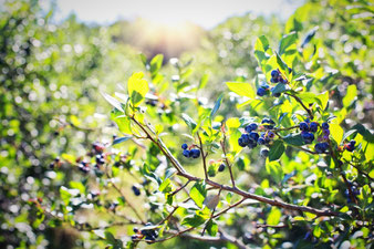 Heidelbeeren-Fruchtstand