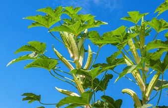 Okra-Pflanze mit Fruchtstand