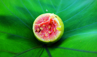 aufgeschnittene Guave rotfleischig