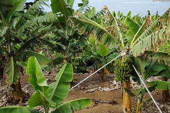 Bananen-Plantage